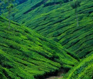 Munnar-Best places 2 visit