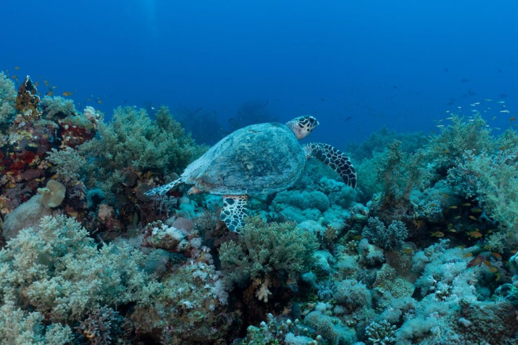 Abu Dhabi’s Hawksbill Turtles: Guardians of the Gulf’s Marine Legacy