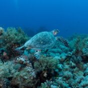 Hawksbill turtles