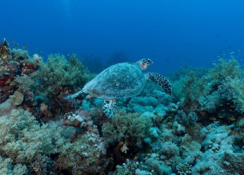 Abu Dhabi’s Hawksbill Turtles: Guardians of the Gulf’s Marine Legacy